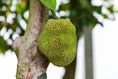 《P4G》《P3P》XSX版支持120FPS 其他平台60FPS